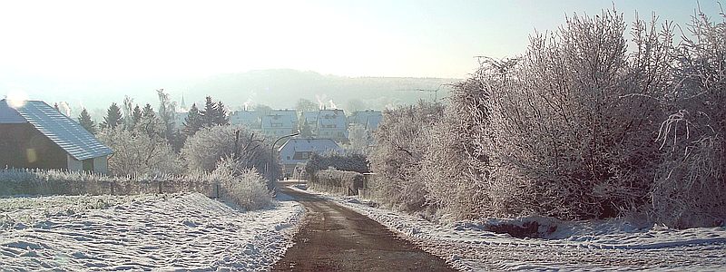 Erbsen, Foto Hille