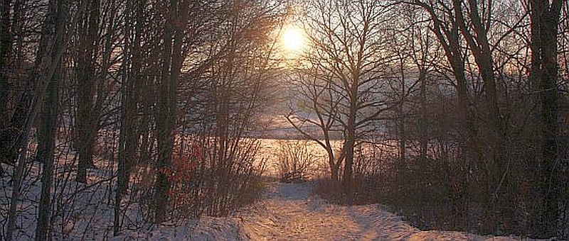 Erbsen, Foto Hille